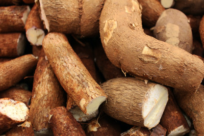 Freshly harvested cassava tubers